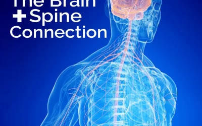 Body Movement and the Brain / Spine Connection 