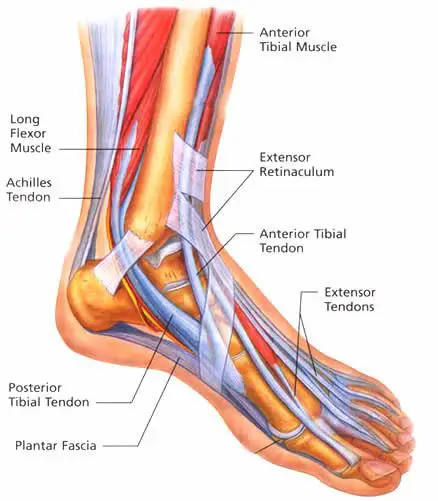 Foot anatomical illustration